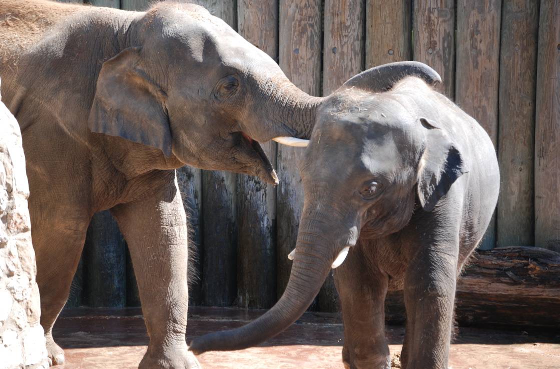 Elephants at Houston Zoo